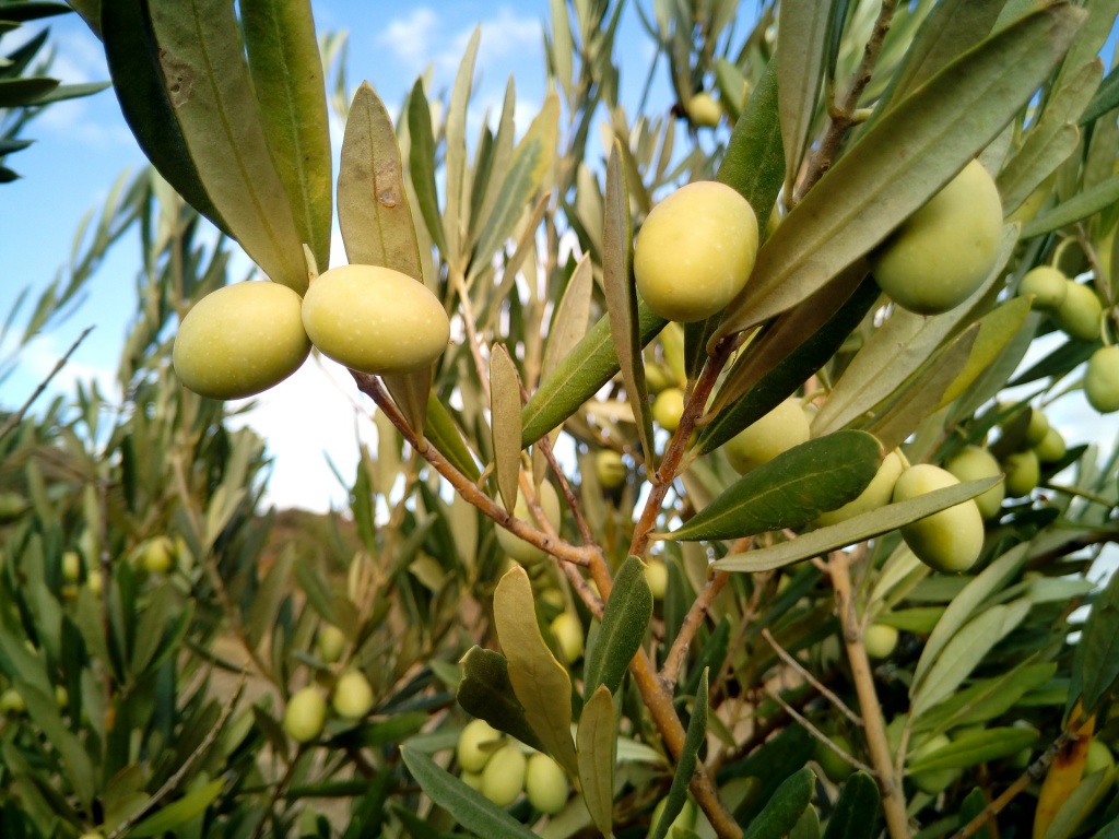 olive-trees-1126320_1920.jpg