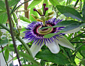 Organic Passion Flower Extract