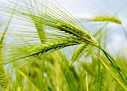 Органическое масло зародышей пшеницы
